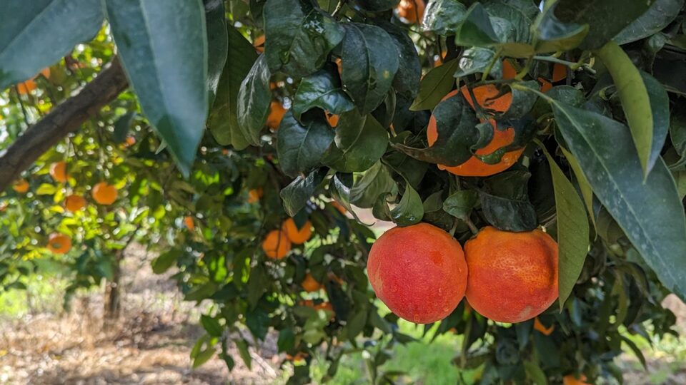 La siccità non ferma l’Arancia Rossa di Sicilia IGP: al via il raccolto 2024/25 tra buona quantità e qualità di prodotto. Dal 27 dicembre parte la commercializzazione