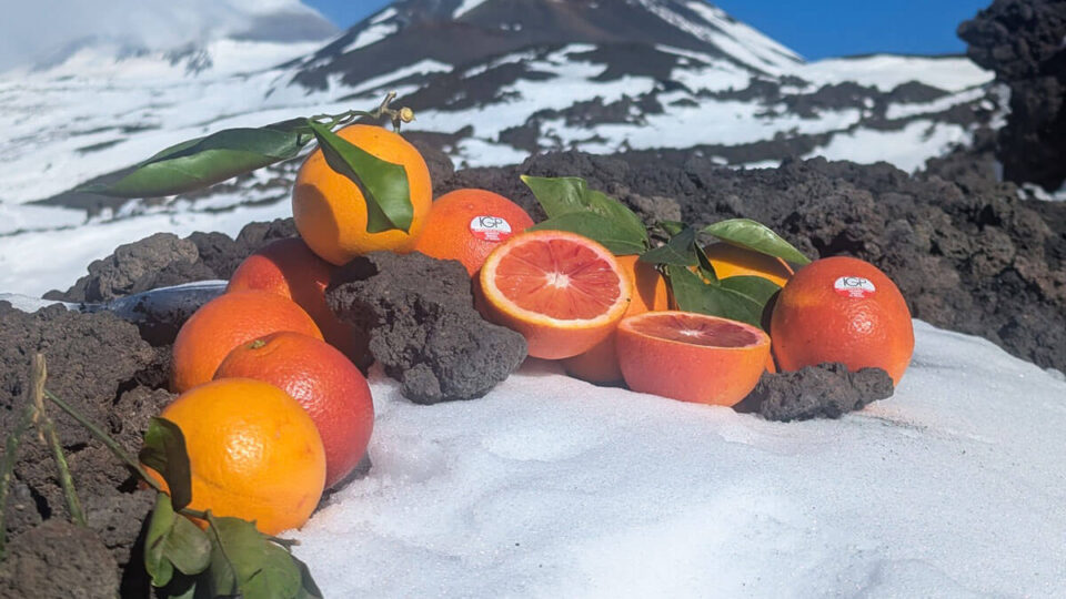 L’Arancia Rossa di Sicilia IGP al Citrus day promosso dal CREA ad Acireale