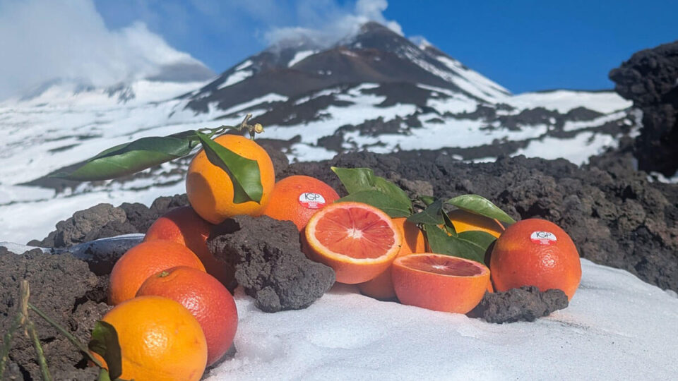 L’Etna si tinge di arancio: il Consorzio di Tutela dell’Arancia Rossa di Sicilia IGP sale sulle vette e rende omaggio al Vulcano per il nuovo raccolto 2024-2025